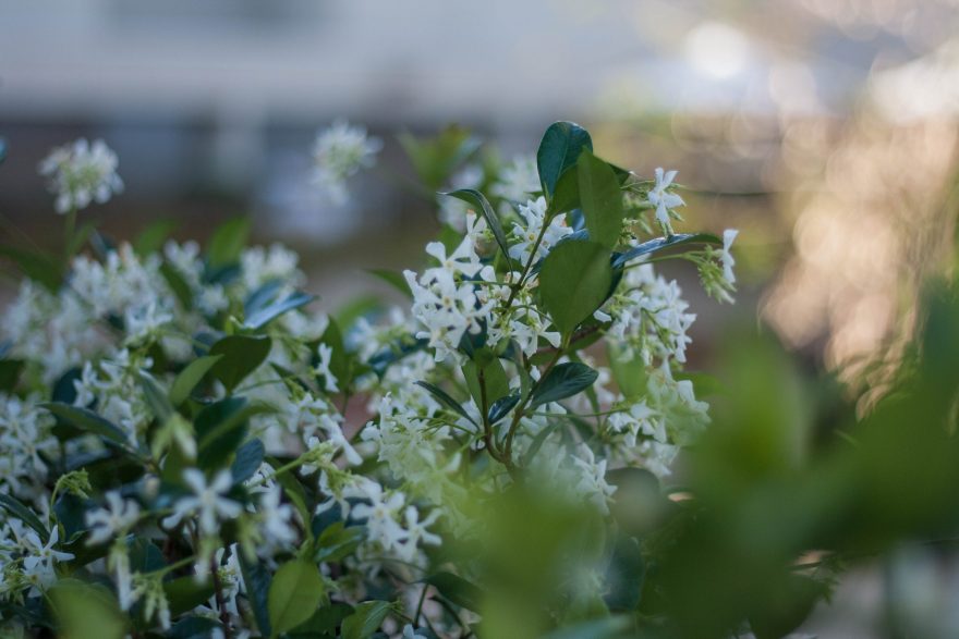 Photography Workshop Brisbane - Flowers at the cultural centre
