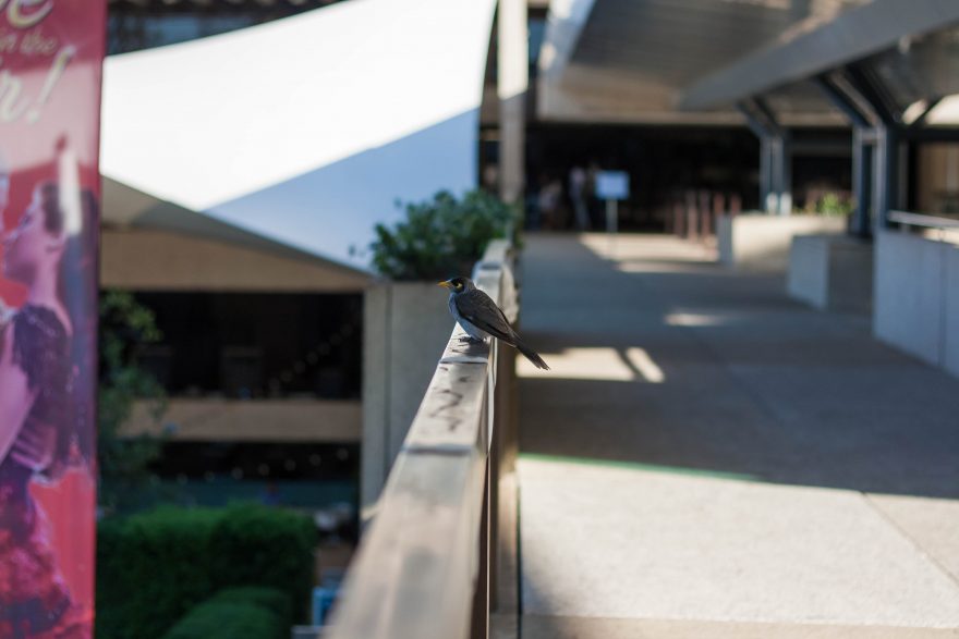 Photography Workshop Brisbane - Bird in the Cultural Centre