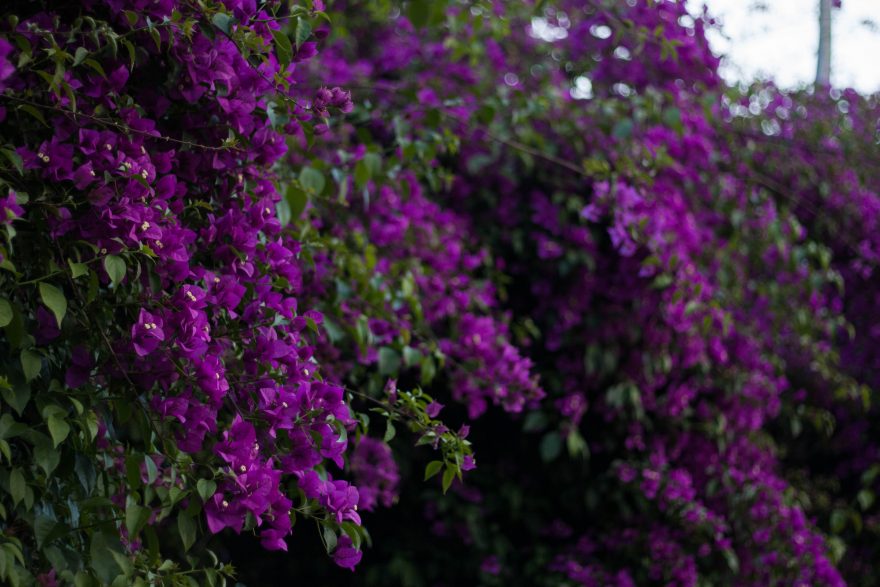 Photography Workshop Brisbane - Flowers at Southbank