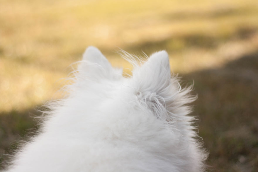 A year with Lucy, the Japanese Spitz - surveying the scene
