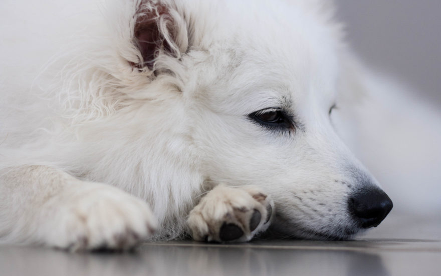 A year with Lucy, the Japanese Spitz - sleepy puppy