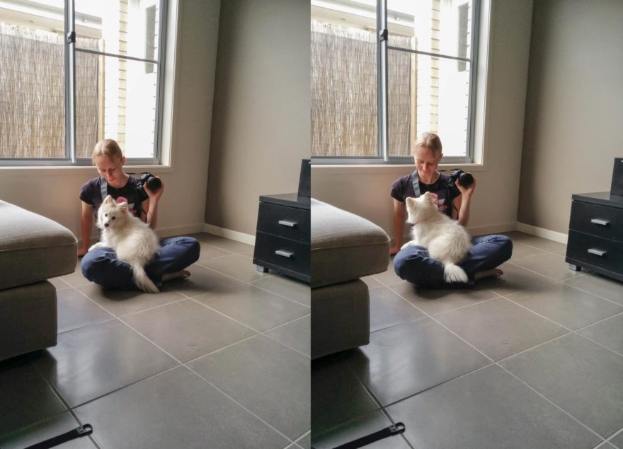 A year with Lucy, the Japanese Spitz - first day home