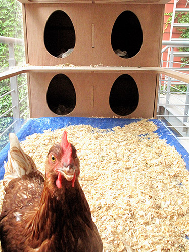 Chicken in Chicken Co-op