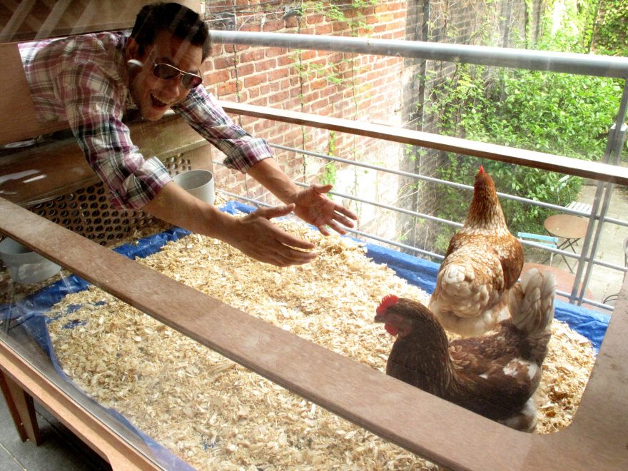 Chickens in Chicken Co-op