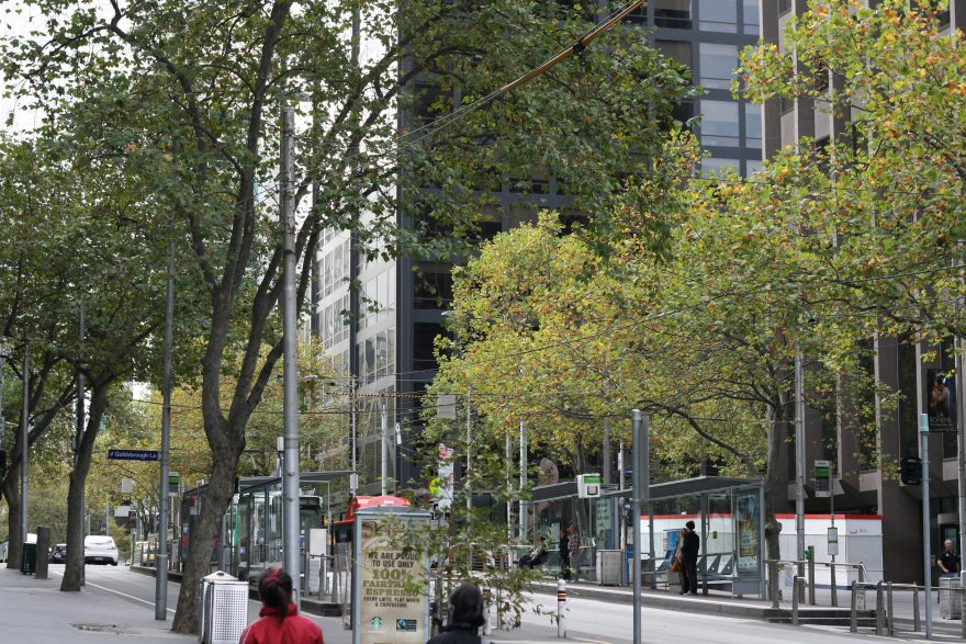 Trees in Melbourne