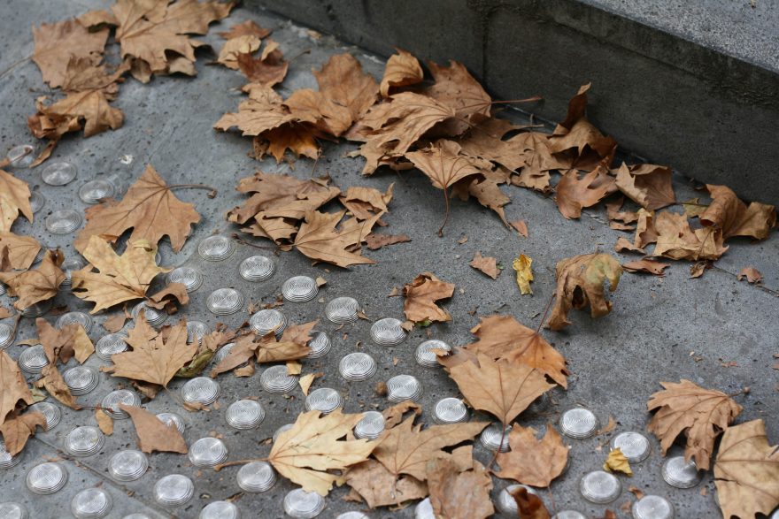 Leaves in Melbourne