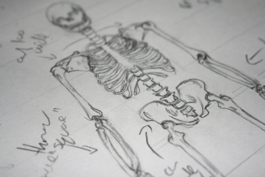 Up Close on the pelvis of the skeleton