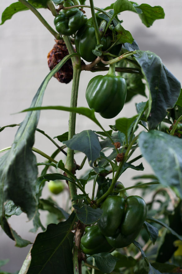 6 month catch-up - capsicum plant
