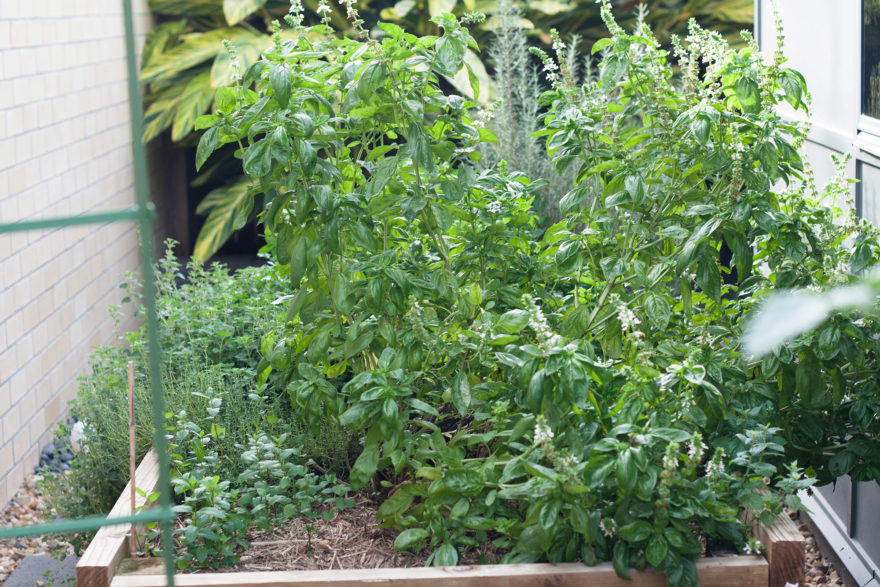6 month catch-up - Herb garden
