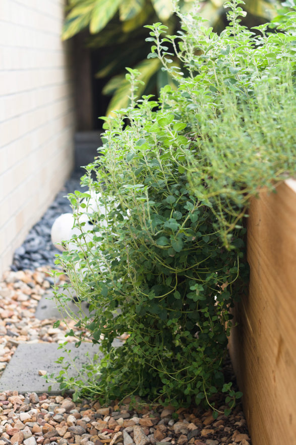 6 month catch-up - Overgrown oregano in herb garden