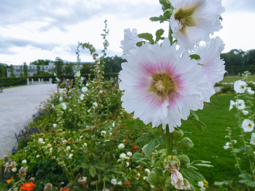 Austria 2016 - Schloss Belvedere garden flowers