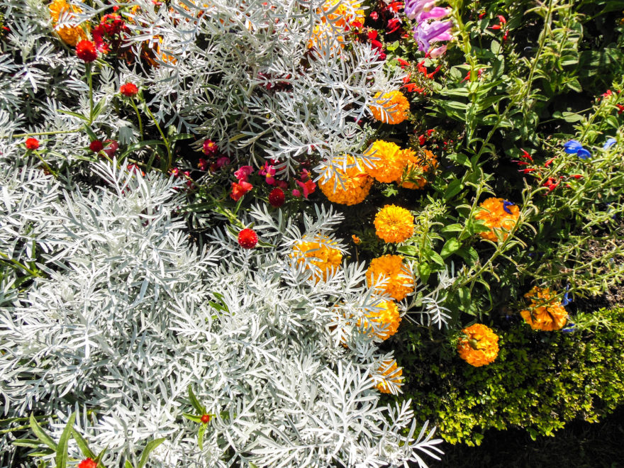 Austria 2016 - Schloss Schönbrunn flowers close up