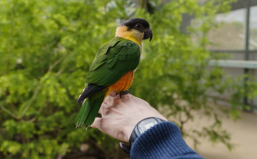 Montville - Maleny Botanic Gardens & Bird World