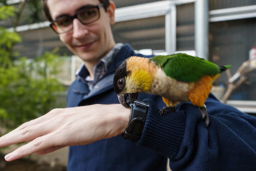 Montville - Maleny Botanic Gardens & Bird World