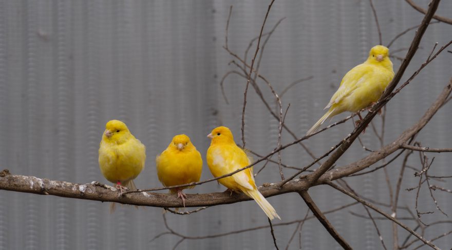 Montville - Maleny Botanic Gardens & Bird World