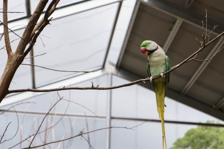 Montville - Maleny Botanic Gardens & Bird World