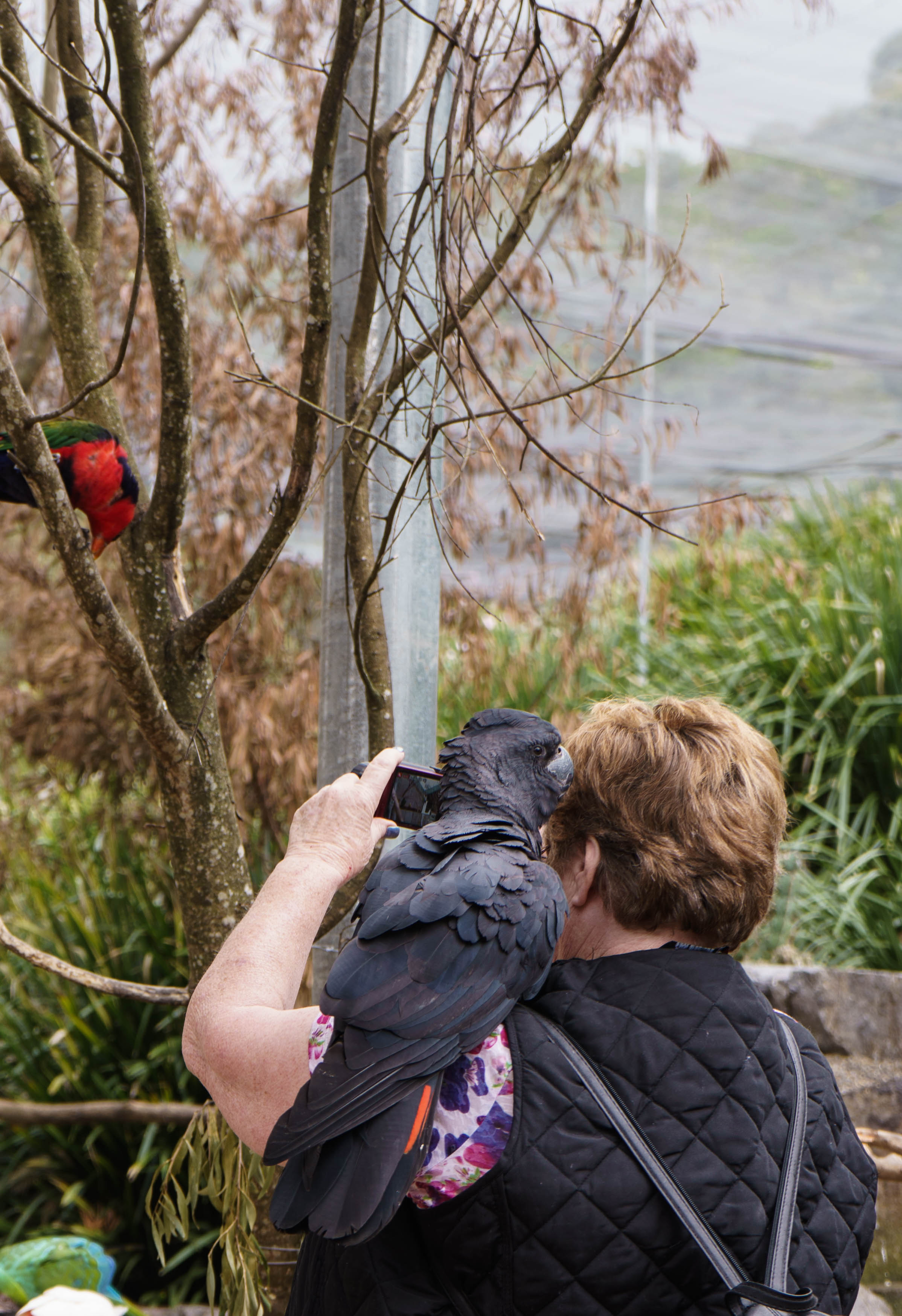 Montville - Maleny Botanic Gardens & Bird World