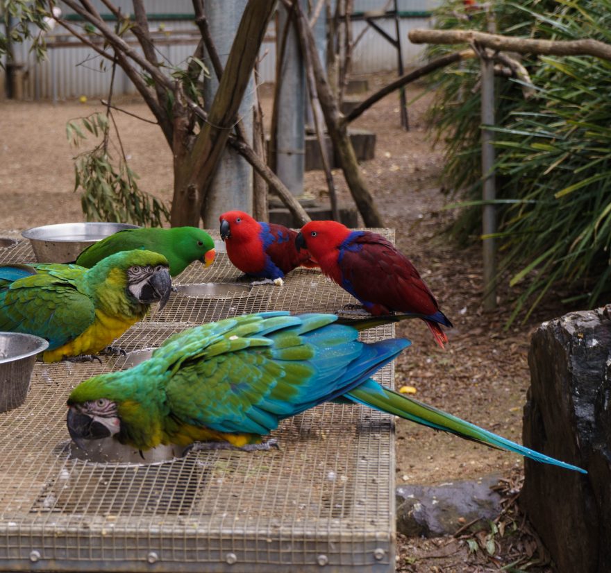 Montville - Maleny Botanic Gardens & Bird World