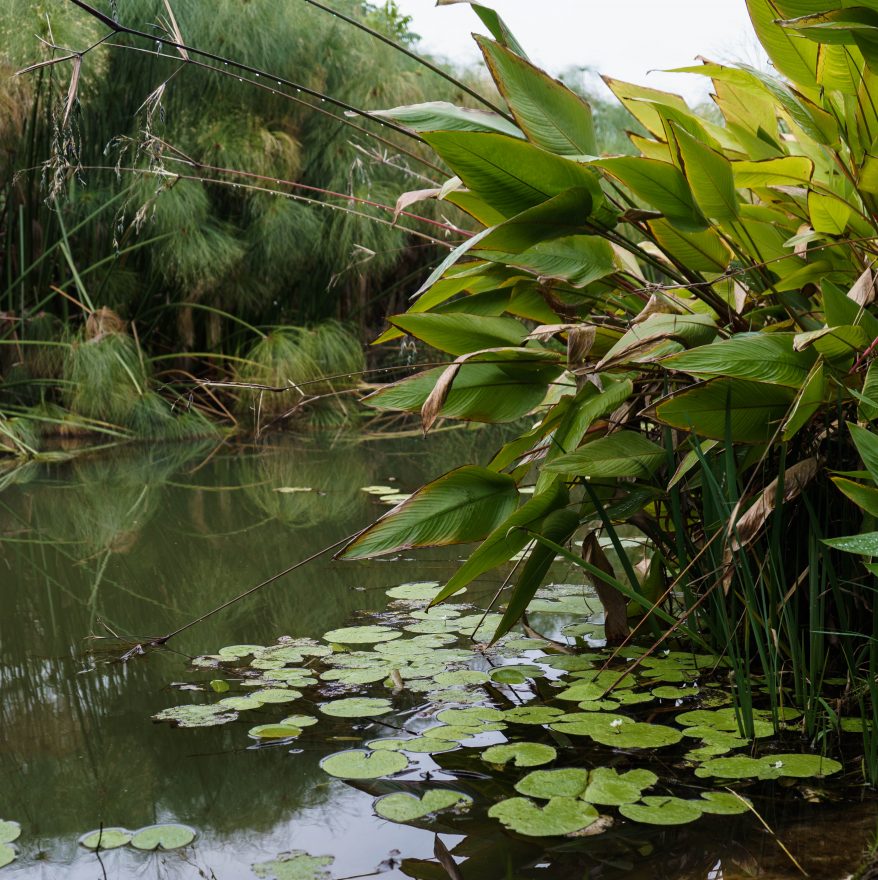 Montville - Maleny Botanic Gardens & Bird World