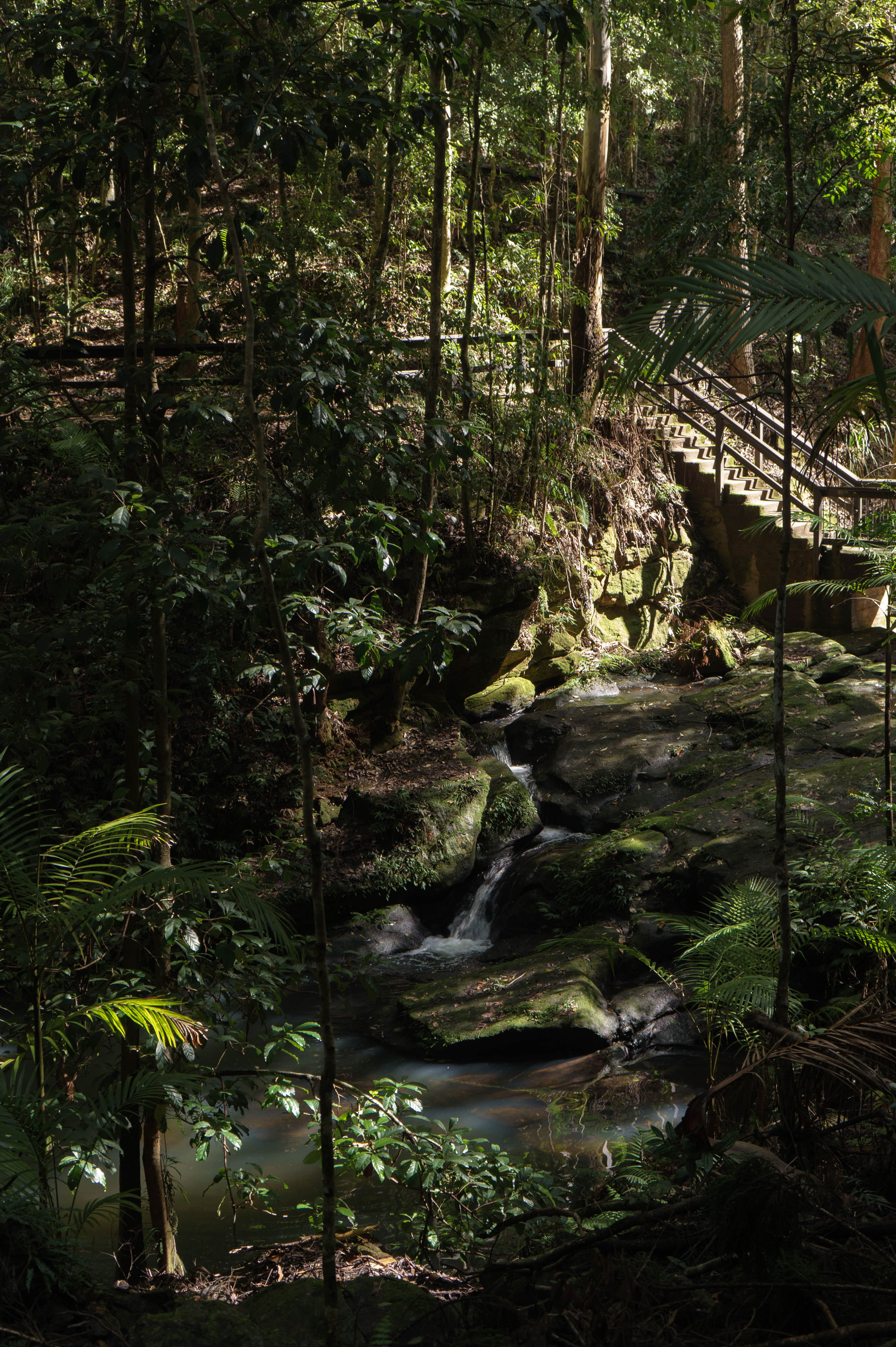 Montville - Kondalilla National Park
