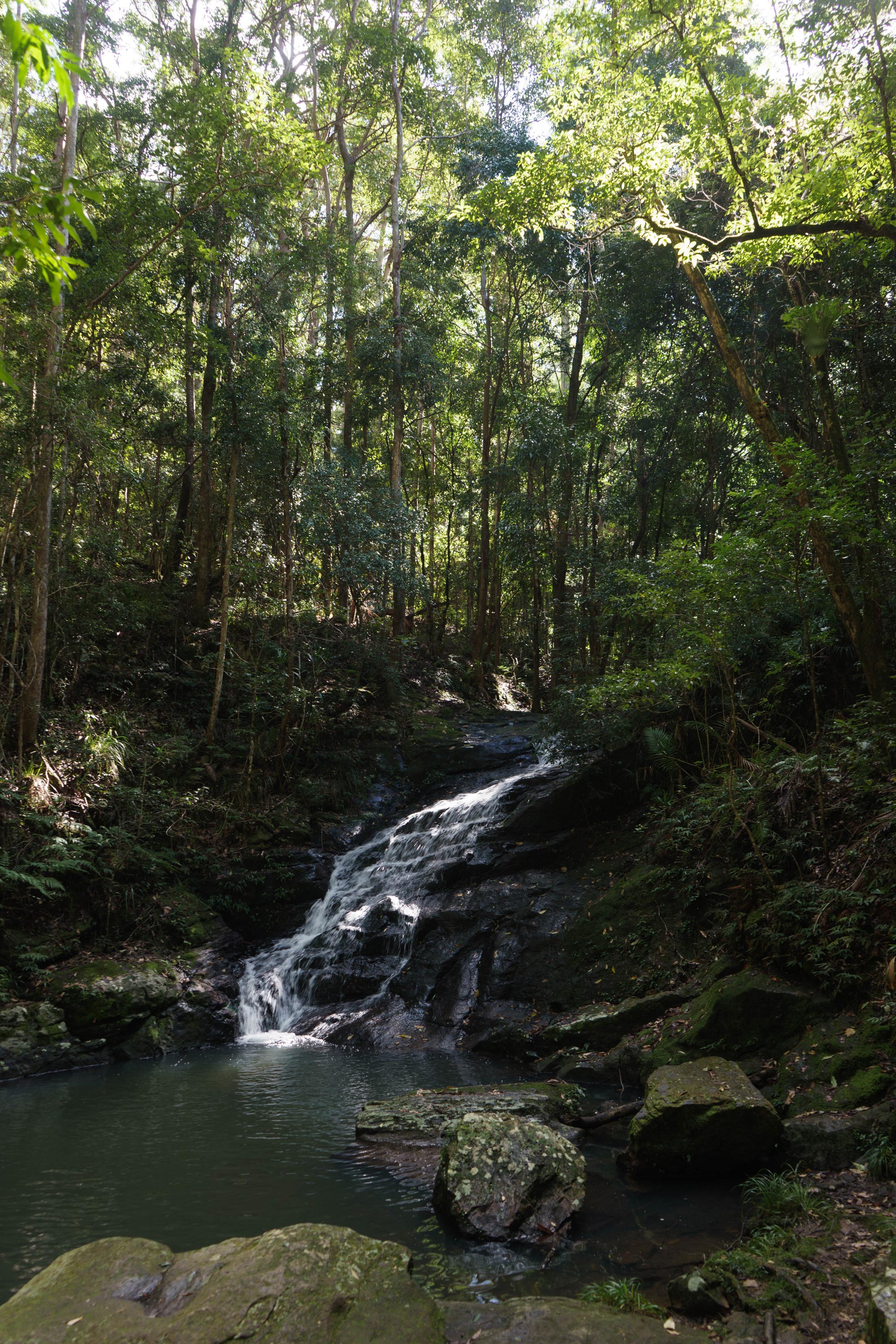 Montville - Kondalilla National Park