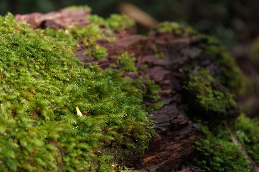 Montville - Kondalilla National Park
