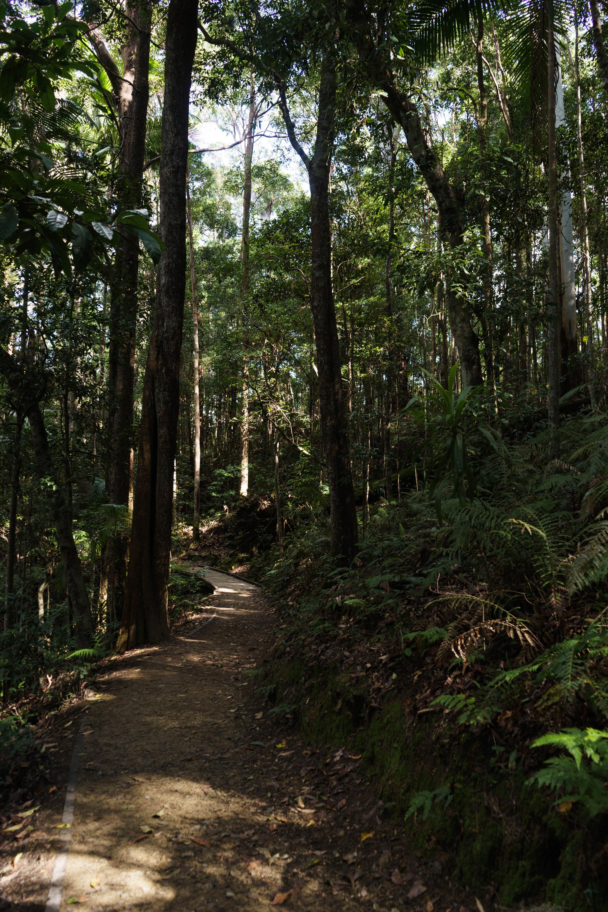 Montville - Kondalilla National Park