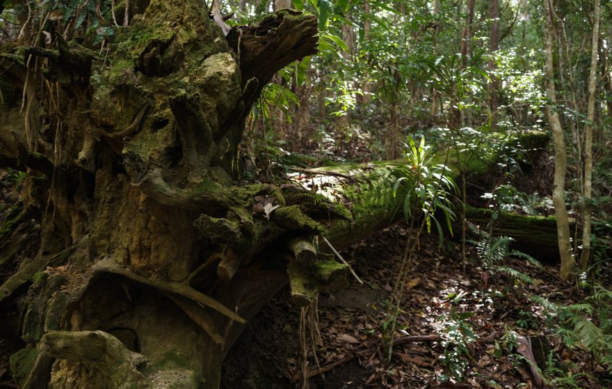 Montville - Kondalilla National Park