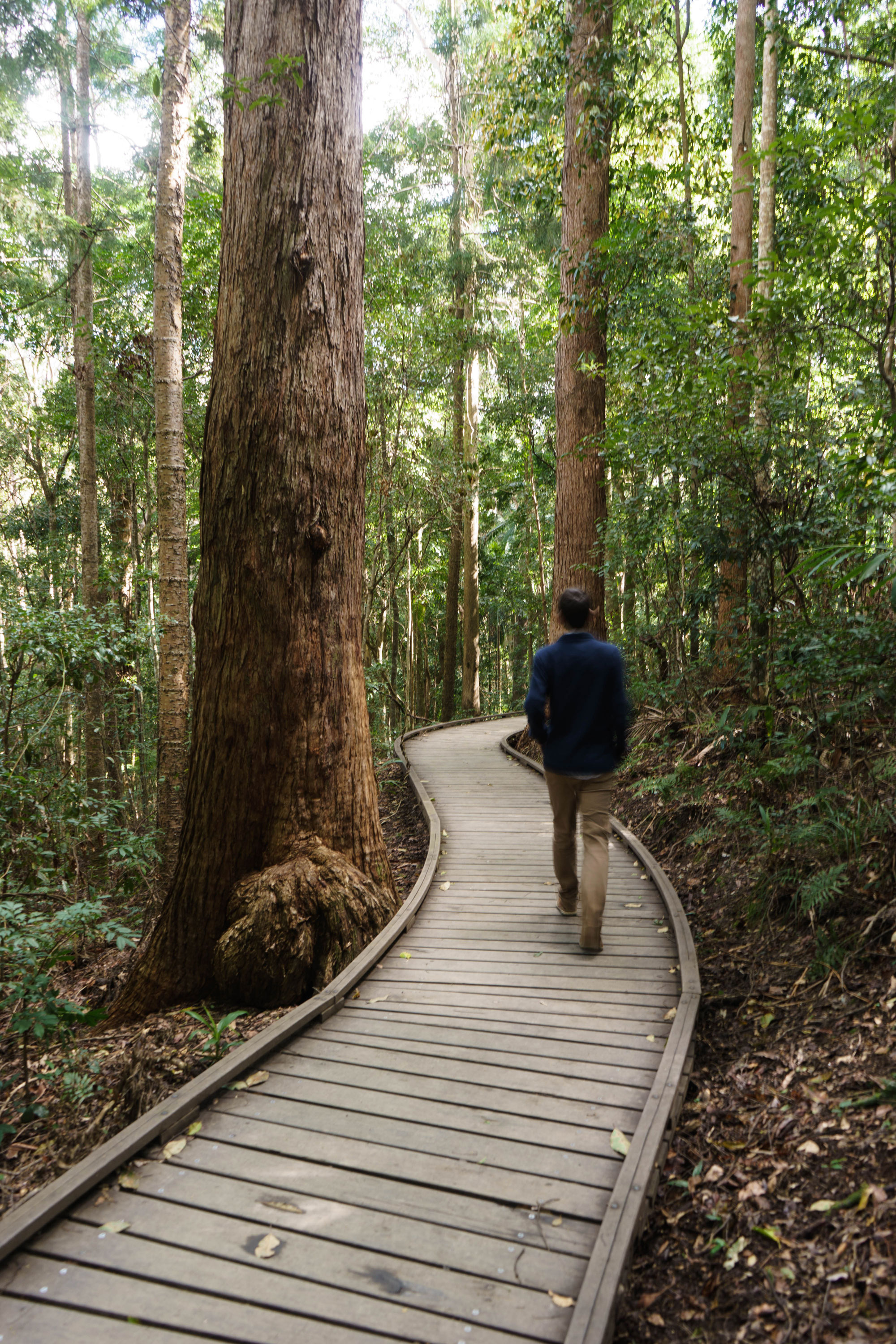 Montville - Kondalilla National Park