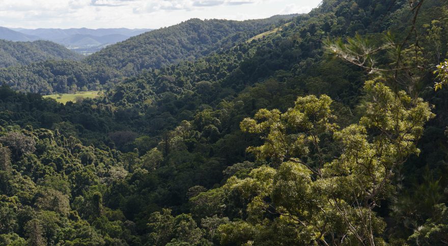 Montville - Kondalilla National Park