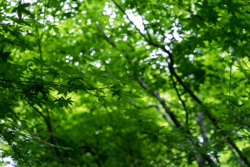 Leaves in Roppongi Hills - Tokyo, Japan 2017