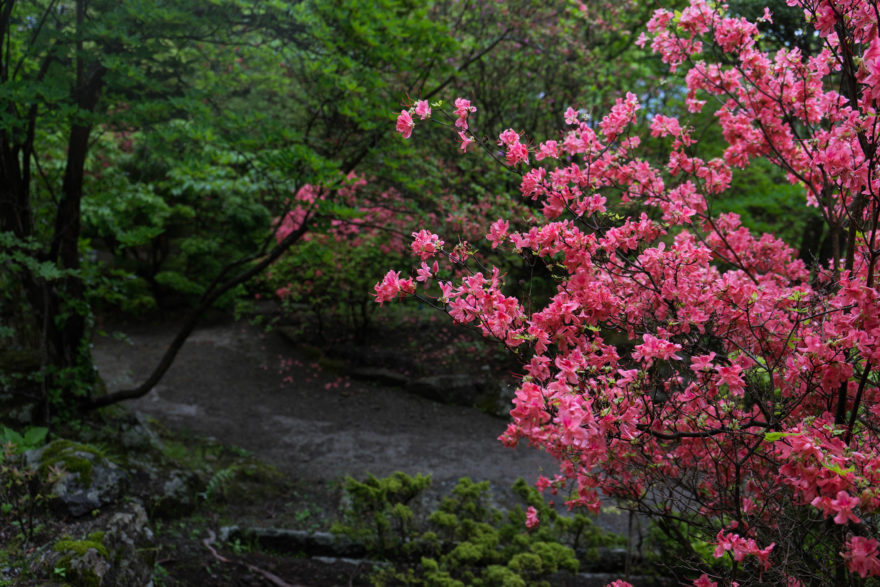 Gora Park - Hakone, Japan