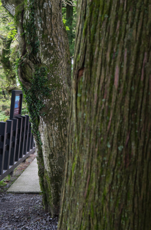 Walking to the checkpoint nearby museum - Hakone, Japan