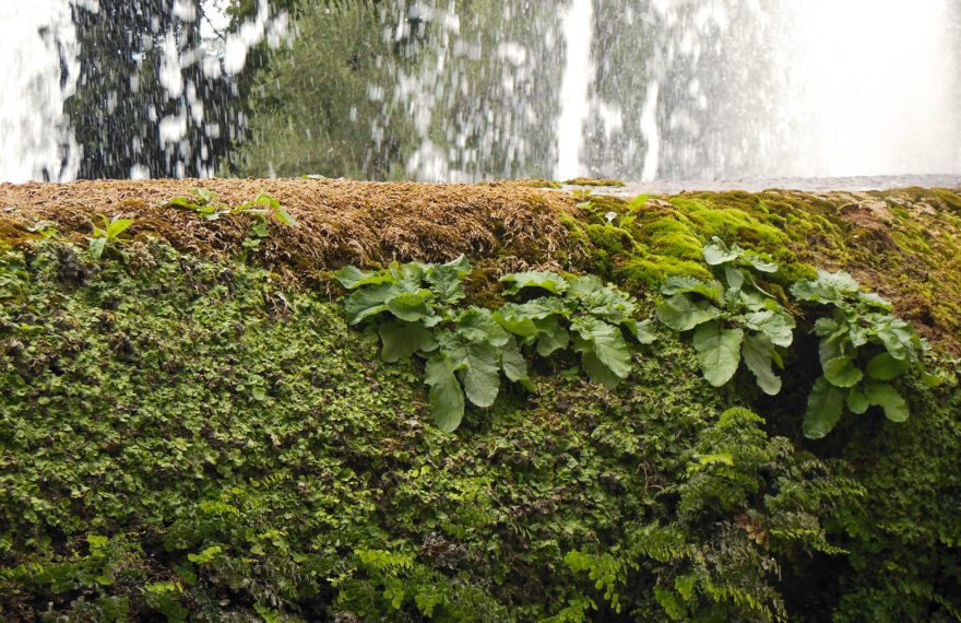 Italy - Tivoli fountains and gardens in Villa d'Este