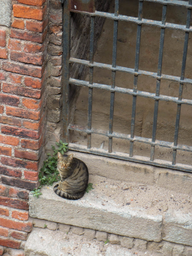 Italy 2016 - Sfroza Castle exterior - cats