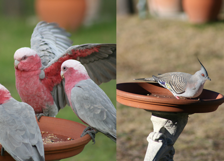 Natasha Barr Photography - Birds
